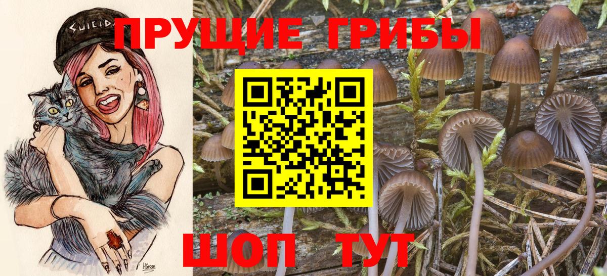 Псилоцибиновые грибы Cubensis Сокол
